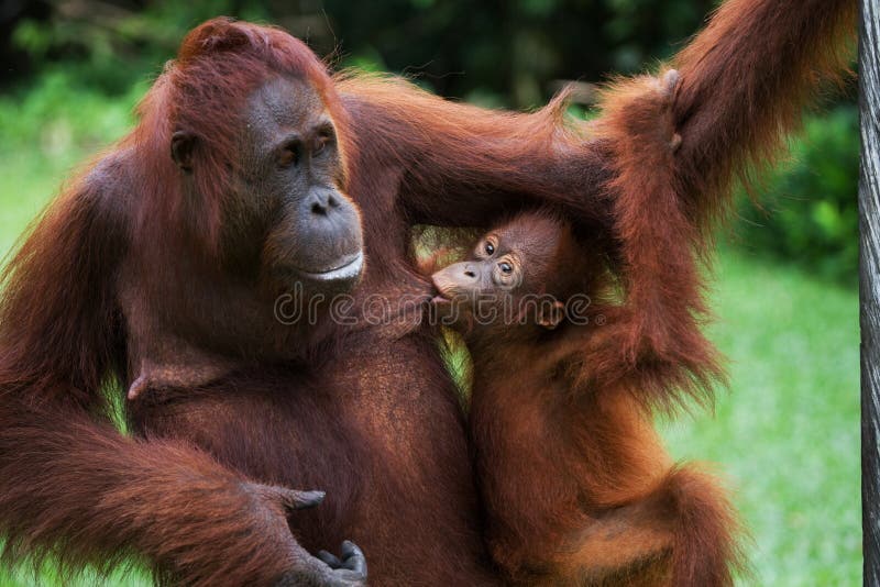 Πορτρέτο θηλυκός orangutan με ένα μωρό στις άγρια περιοχές Ινδονησία Το νησί Kalimantan Μπόρνεο στοκ φωτογραφίες με δικαίωμα ελεύθερης χρήσης