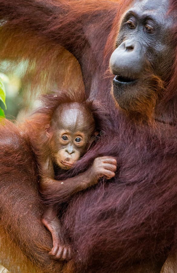 Πορτρέτο θηλυκός orangutan με ένα μωρό στις άγρια περιοχές Ινδονησία Το νησί Kalimantan Μπόρνεο στοκ εικόνες