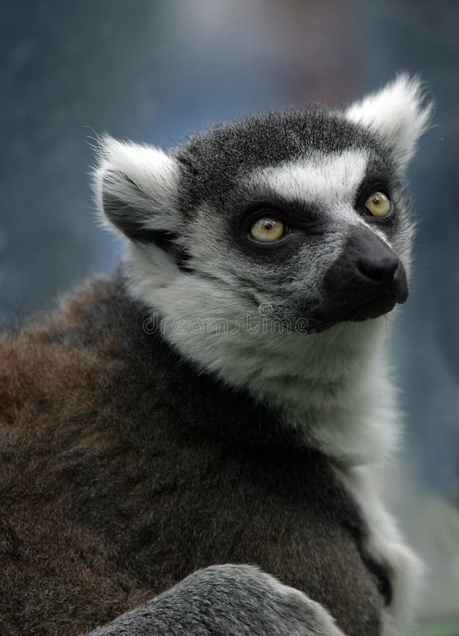 Portrait lemur on a nature. Portrait lemur on a nature