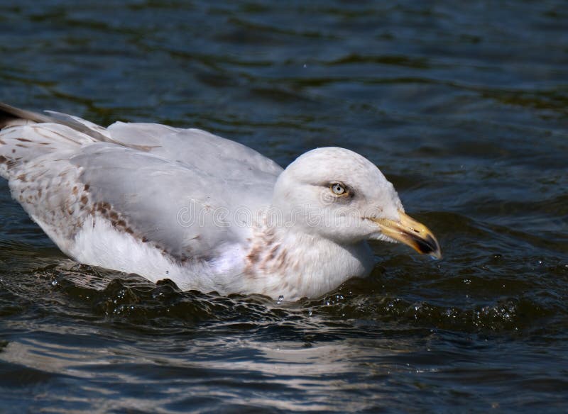 Πορτρέτο νέο seagull στη φωτεινή πλύση ήλιων στη λίμνη γλυκού νερού στοκ εικόνες Πορτρέτο νέο seagull στη φωτεινή πλύση ήλιων στη λίμνη γλυκού νερού στοκ εικόνες