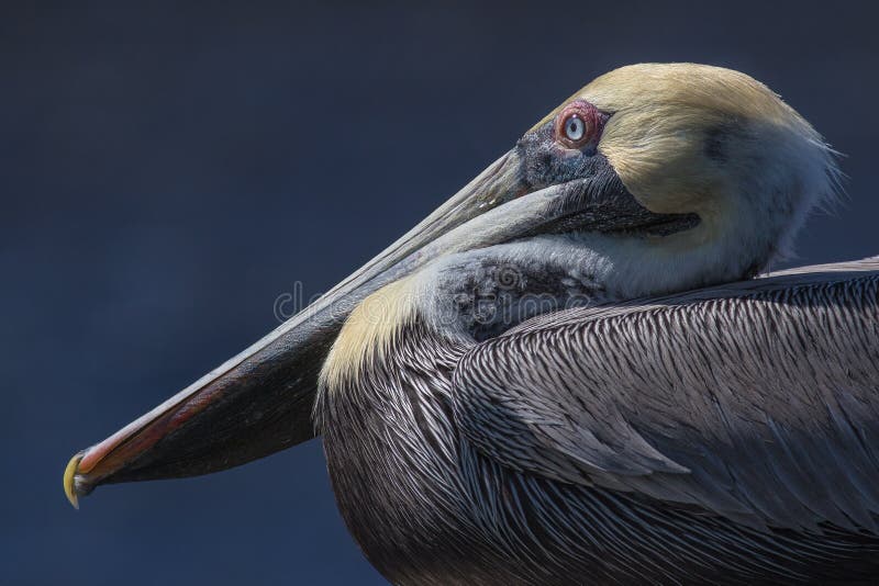 Very Sharp Brown Pelican profile portrait. Very Sharp Brown Pelican profile portrait