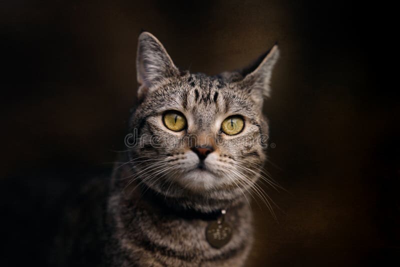 Πορτρέτο της μικρής τιγρέ γάτας