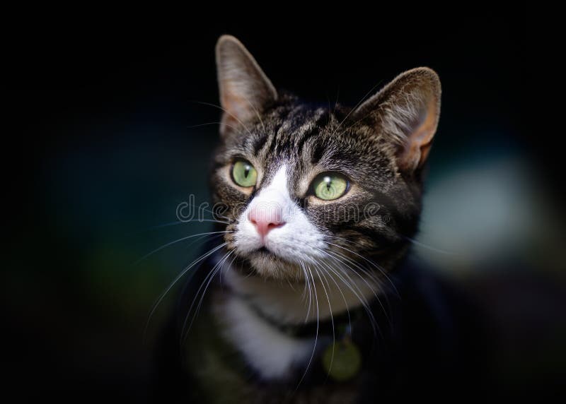 Πορτρέτο της όμορφης νέας τιγρέ γάτας