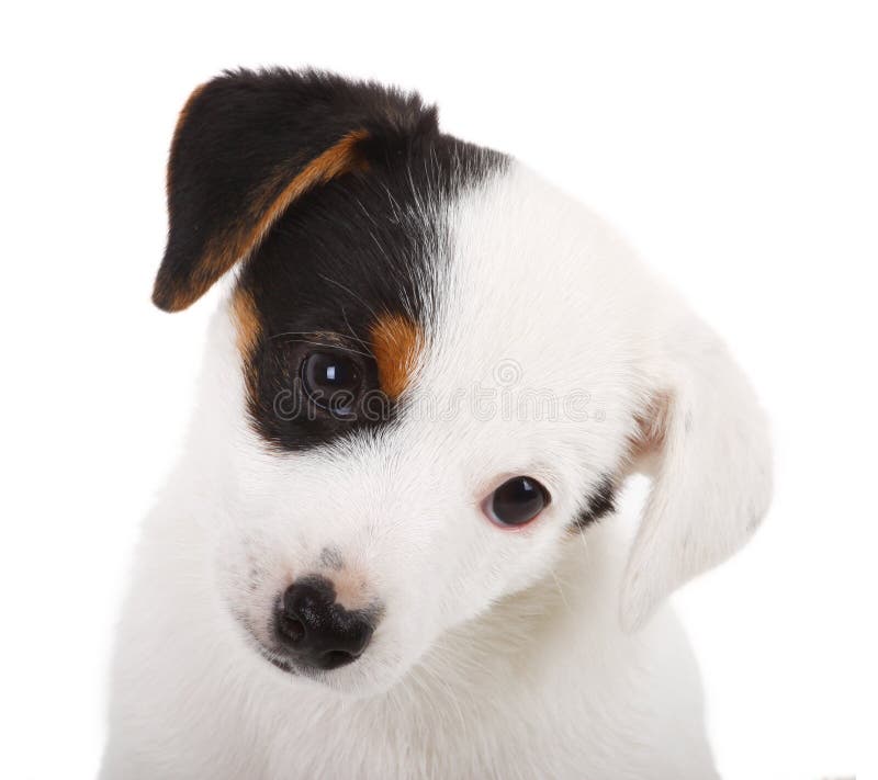 Πορτρέτο του κουταβιού του Jack Russell στοκ φωτογραφίες με δικαίωμα ελεύθερης χρήσης