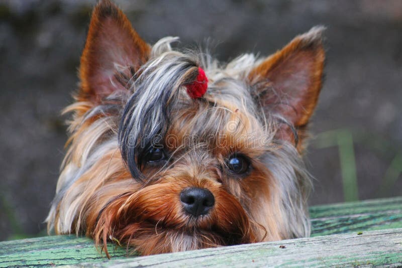 Portrait of young male Yorkshire Terrier red and black and fawn color, marked the head of the green timber of the old benches, assembled with red rubber band tail of hair on the head. On a gray background. Portrait of young male Yorkshire Terrier red and black and fawn color, marked the head of the green timber of the old benches, assembled with red rubber band tail of hair on the head. On a gray background.