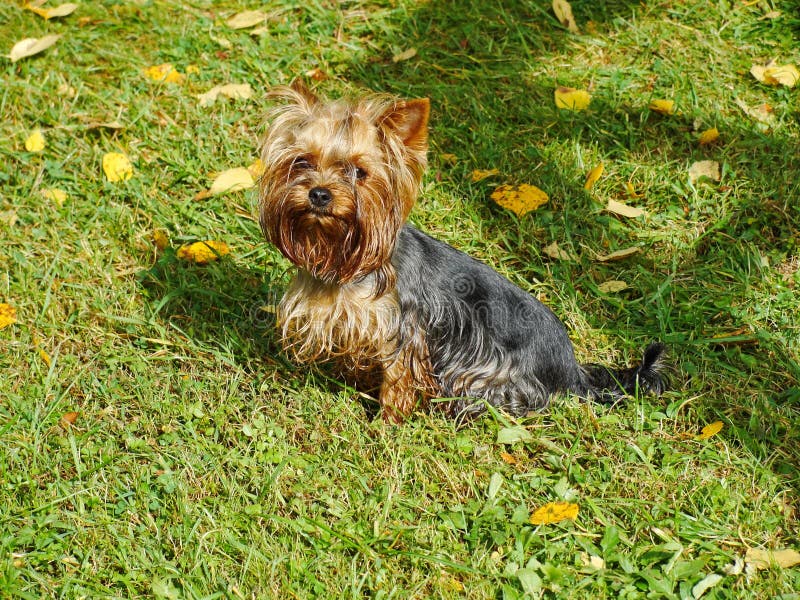 Portrait of young male Yorkshire Terrier red and black and fawn color, marked the head of the green timber of the old benches, assembled with red rubber band tail of hair on the head. On a gray background. Portrait of young male Yorkshire Terrier red and black and fawn color, marked the head of the green timber of the old benches, assembled with red rubber band tail of hair on the head. On a gray background.