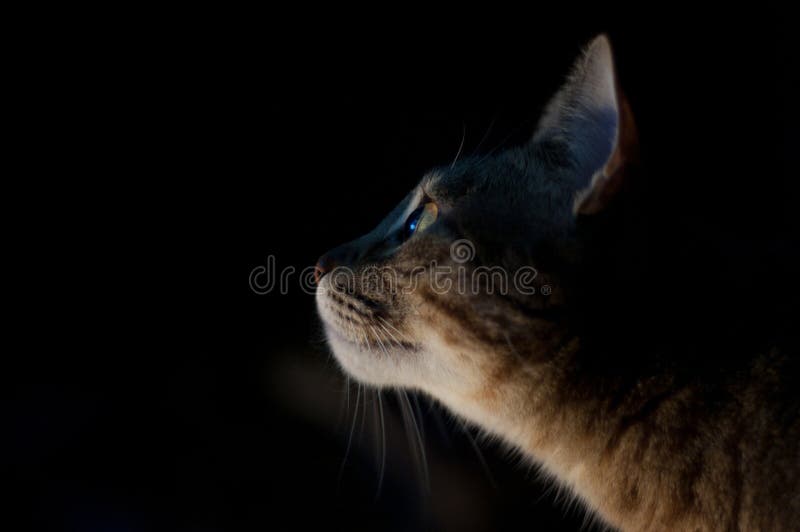 Portrait of tabby cat at night. Portrait of tabby cat at night