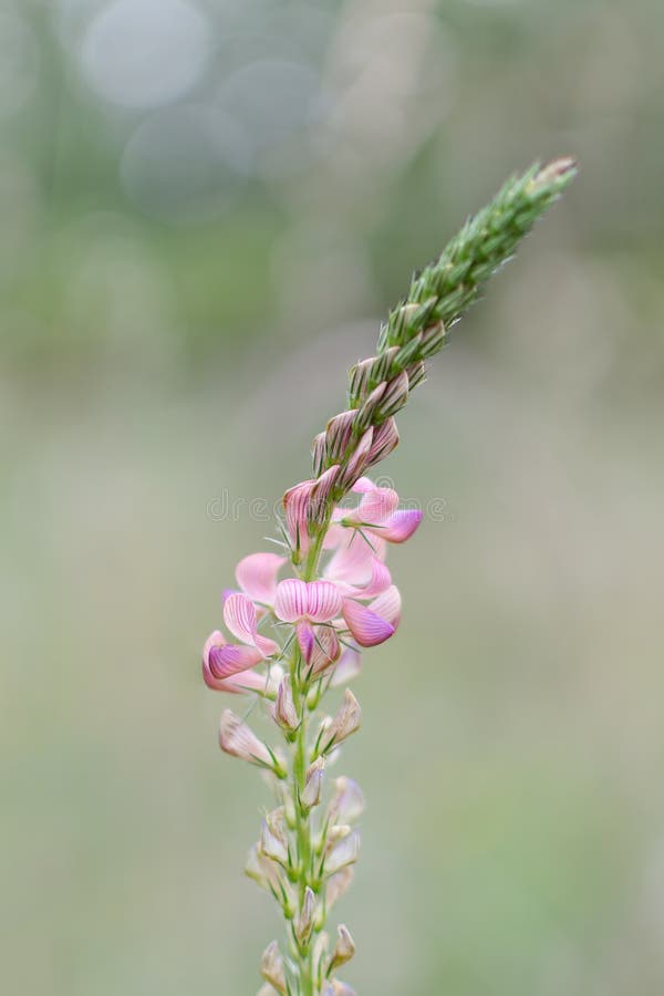 Πορτραίτο Κοινού Sainfoin Ή Sativa Onobrychis Vivifolia στοκ φωτογραφία με δικαίωμα ελεύθερης χρήσης
