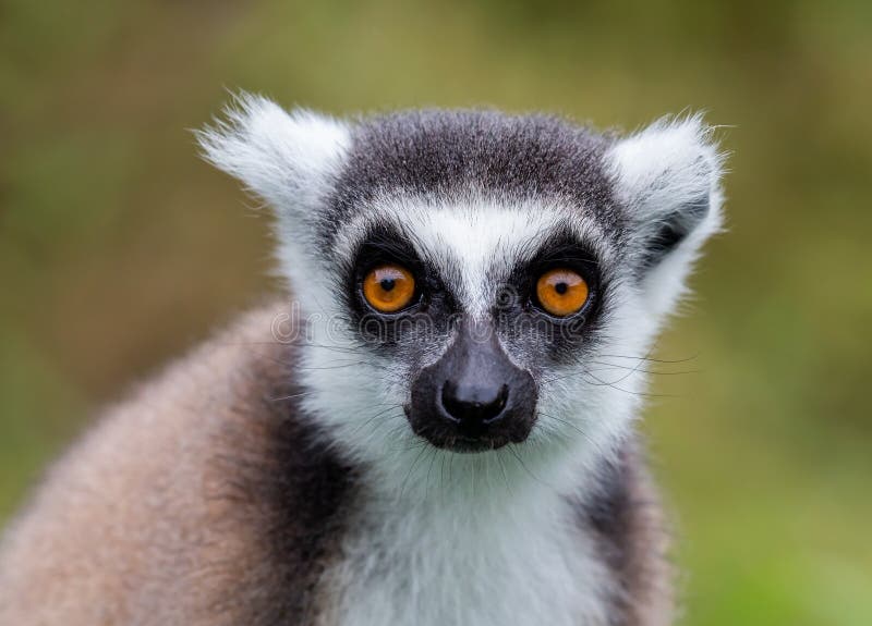 Πορτραίτο λεμούρ Lemur catta, Anja Reserve, Μαδαγασκάρη στοκ εικόνα με δικαίωμα ελεύθερης χρήσης Πορτραίτο λεμούρ Lemur catta, Anja Reserve, Μαδαγασκάρη στοκ εικόνα με δικαίωμα ελεύθερης χρήσης