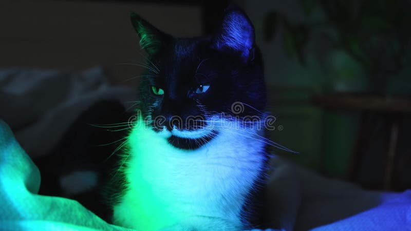 πορτραίτο της πανέμορφης μαύρης και άσπρης γάτας με φώτα νέον τη νύχτα.