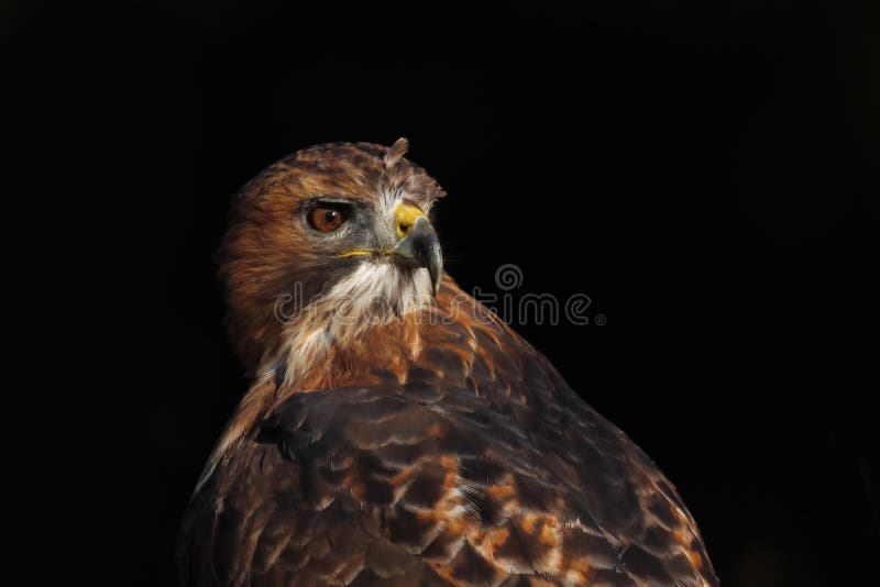 πορτραίτο του κοκκινισμένου hawk buteo jamaicensis απομονωμένο σε μαύρο φόντο. μεγάλο αρπακτικό κατά το ηλιοβασίλεμα. στοκ εικόνα με δικαίωμα ελεύθερης χρήσης