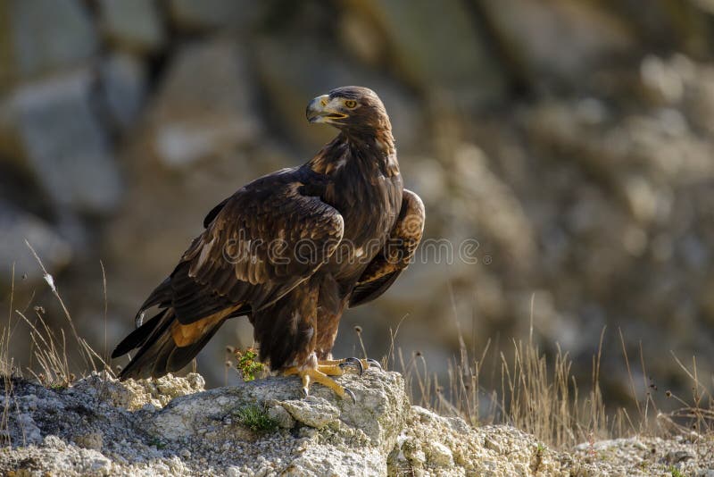 Πορτραίτο του χρυσού αετού, Aquila chrysaetos, σε σχήμα πετρώματος Μεγαλοπρεπές πουλί με αιχμηρό ράμφος σε όμορφη φύση στοκ φωτογραφίες
