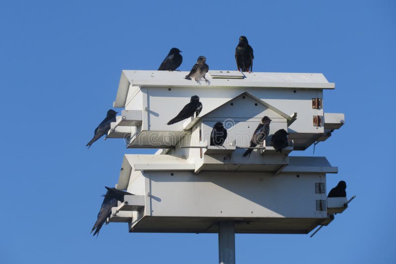 Purple Martins, wings shining in the sunlight, gather for happy chatter at a bird house. Purple Martins, wings shining in the sunlight, gather for happy chatter at a bird house