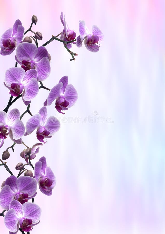 Πορφυρά Orchids στοκ εικόνες με δικαίωμα ελεύθερης χρήσης Πορφυρά Orchids στοκ εικόνες με δικαίωμα ελεύθερης χρήσης