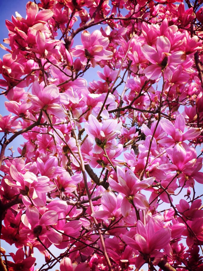 Πορφυρά άνθη Magnolia στοκ φωτογραφίες