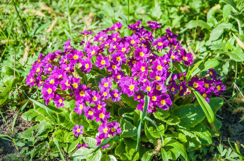 Πορφυρά λουλούδια primrose Primula vulgaris στοκ εικόνες Πορφυρά λουλούδια primrose Primula vulgaris στοκ εικόνες