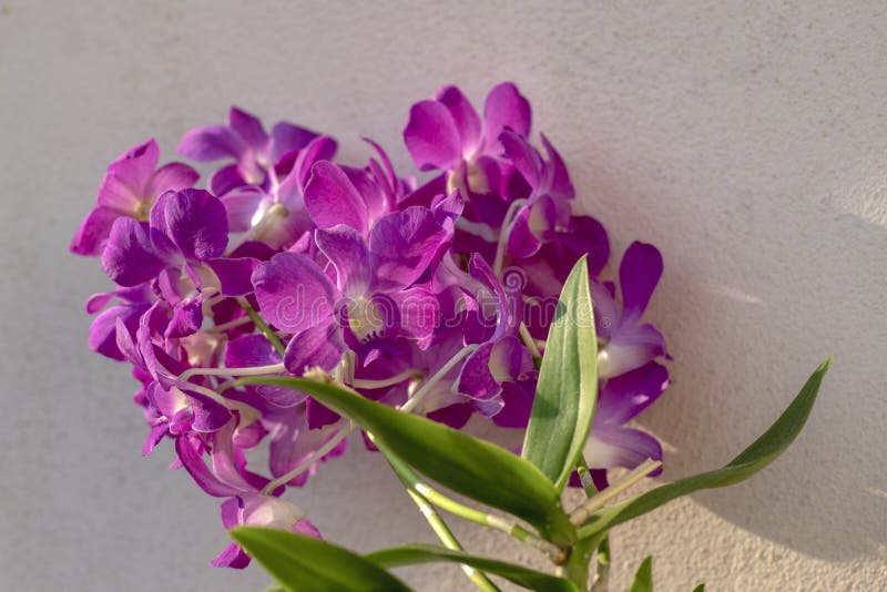 Πορφυρά λουλούδια ορχιδεών Dendrobium στην άνθιση, όμορφο καταπληκτικό ανθίζοντας φυτό με τη μεγάλη δέσμη των λουλουδιών στοκ εικόνα με δικαίωμα ελεύθερης χρήσης Πορφυρά λουλούδια ορχιδεών Dendrobium στην άνθιση, όμορφο καταπληκτικό ανθίζοντας φυτό με τη μεγάλη δέσμη των λουλουδιών στοκ εικόνα με δικαίωμα ελεύθερης χρήσης