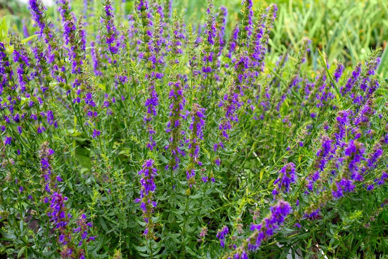 Πορφυρά λουλούδια των officinalis Hyssop Hyssopus στοκ φωτογραφία με δικαίωμα ελεύθερης χρήσης Πορφυρά λουλούδια των officinalis Hyssop Hyssopus στοκ φωτογραφία με δικαίωμα ελεύθερης χρήσης