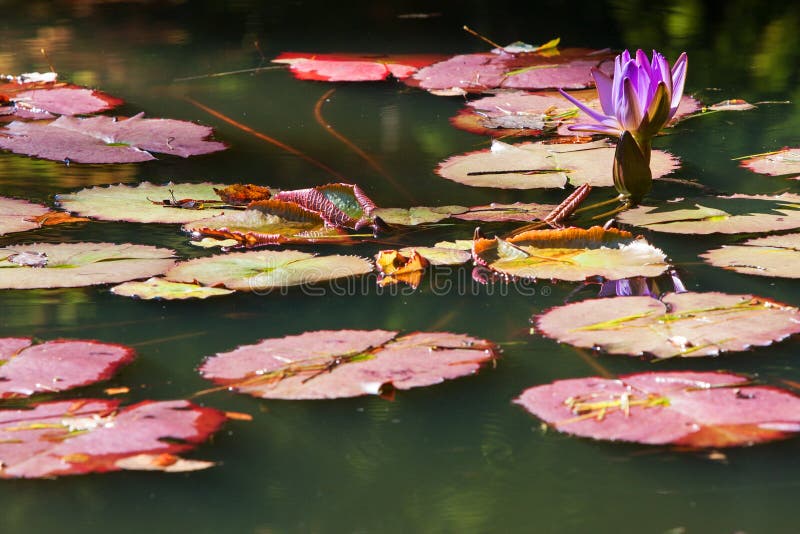 Πορφυρά λουλούδι και Lilypads κρίνων νερού στη λίμνη της βόρειας Γεωργίας στοκ φωτογραφίες με δικαίωμα ελεύθερης χρήσης