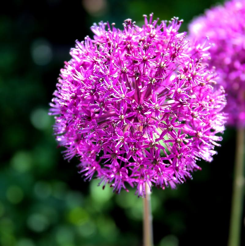 Πορφυρά λουλούδι & x28 κρεμμυδιών allium giganteum& x29 στοκ εικόνες με δικαίωμα ελεύθερης χρήσης