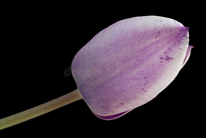 Purple tulip flower closeup isolated on black background. Purple tulip flower closeup isolated on black background