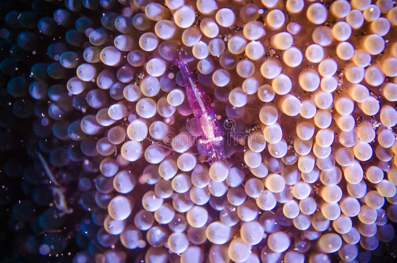 Πορφυρή δορά γαρίδων στο anemone η υποβρύχια φωτογραφία η κατάδυση Ινδονησία στοκ εικόνες με δικαίωμα ελεύθερης χρήσης