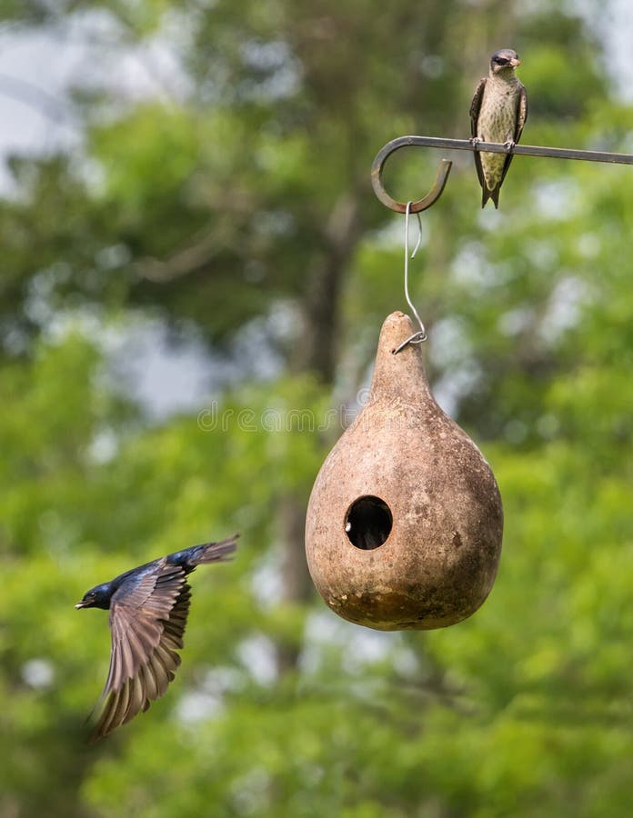 Pair of Purple Martins busy keeping their young chicks fed with insects. Pair of Purple Martins busy keeping their young chicks fed with insects.