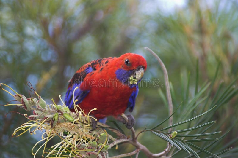 πορφυρό rosella στοκ φωτογραφία πορφυρό rosella στοκ φωτογραφία