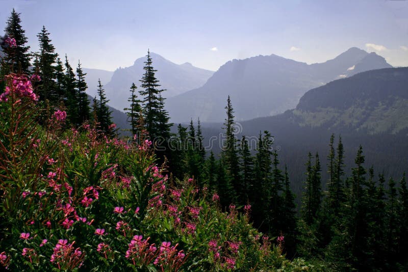 πορφυρό wildflower βουνών τοπίων στοκ εικόνα με δικαίωμα ελεύθερης χρήσης