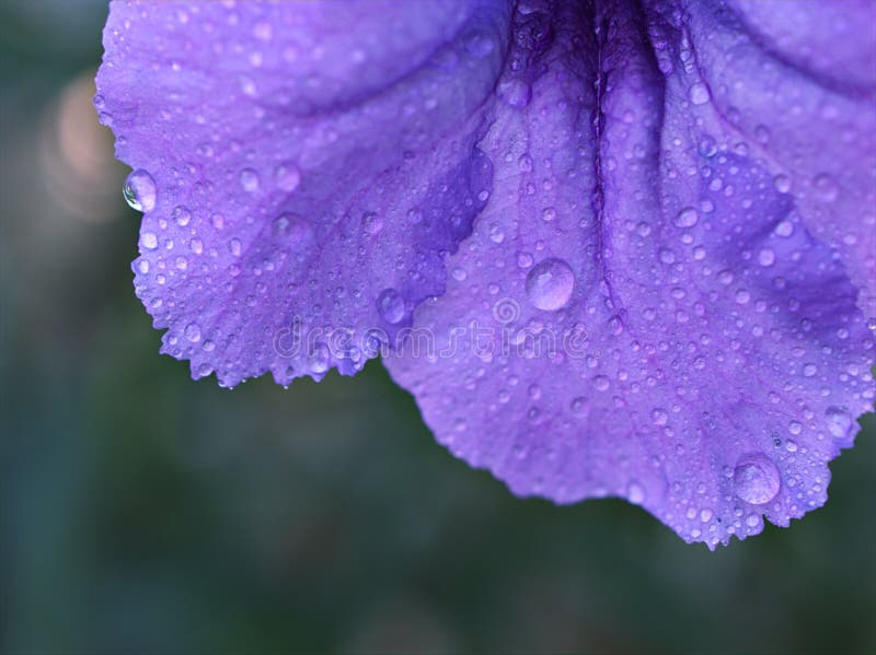 πορφυρό πέταλο λουλούδι με σταγόνες νερού ruellia toberosa άγρια πετούνα λουλούδι μακροσκελής σταγόνα σταγόνες στο βιολετί πέταλο στοκ εικόνα