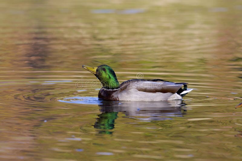 ποτά mallard drake 800189 στοκ εικόνες