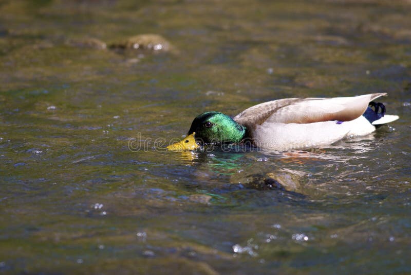 ποτά mallard drake 801652 στοκ φωτογραφίες