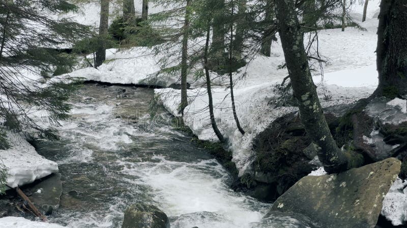 ποτάμια ταχεία χιονόπτωση στο χειμερινό δάσος. κλειστό ποτάμι γρήγορα. ξεπάγωμα.