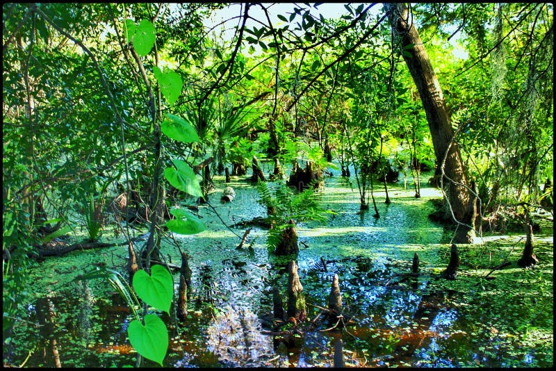 Cypress Bayou ▪Hillsborough River Tampa Florida Cypress knees jungle area.  Cypress Bayou ▪Hillsborough River Tampa Florida Cypress knees jungle area