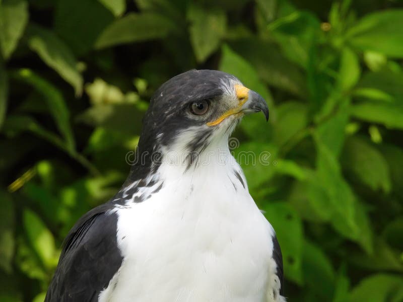 Potrait of a African Angur Buzzard (Buteo Angur) Raptor Bird on a Summer Day. Potrait of a African Angur Buzzard (Buteo Angur) Raptor Bird on a Summer Day