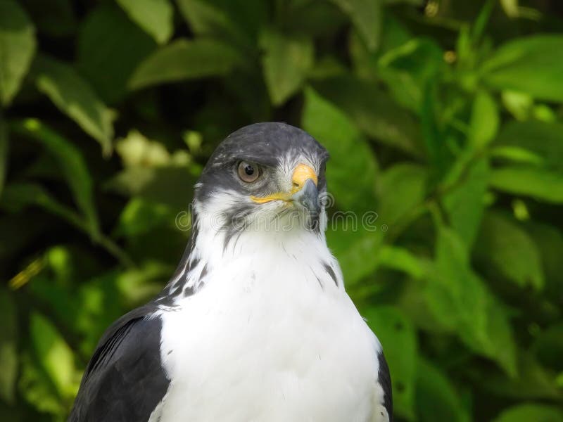 Potrait of a African Angur Buzzard (Buteo Angur) Raptor Bird on a Summer Day. Potrait of a African Angur Buzzard (Buteo Angur) Raptor Bird on a Summer Day