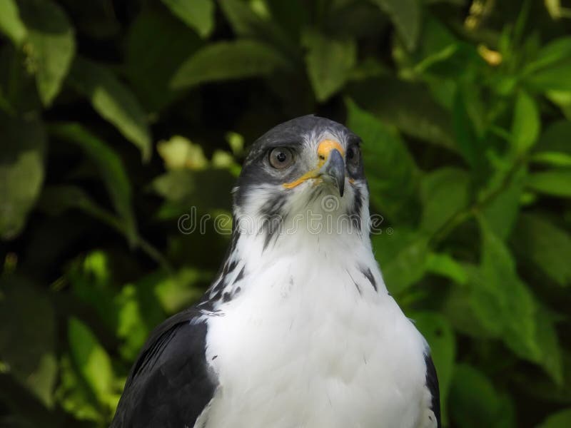 Potrait of a African Angur Buzzard (Buteo Angur) Raptor Bird on a Summer Day. Potrait of a African Angur Buzzard (Buteo Angur) Raptor Bird on a Summer Day