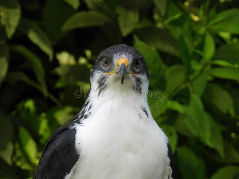 Potrait of a African Angur Buzzard (Buteo Angur) Raptor Bird on a Summer Day. Potrait of a African Angur Buzzard (Buteo Angur) Raptor Bird on a Summer Day