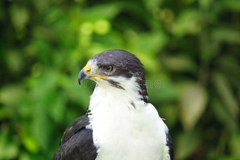 Potrait of a African Angur Buzzard (Buteo Angur) Raptor Bird on a Summer Day. Potrait of a African Angur Buzzard (Buteo Angur) Raptor Bird on a Summer Day