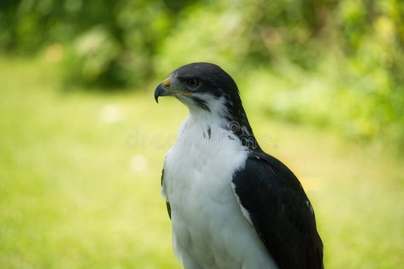 Potrait of a African Angur Buzzard (Buteo Angur) Raptor Bird on a Summer Day. Potrait of a African Angur Buzzard (Buteo Angur) Raptor Bird on a Summer Day