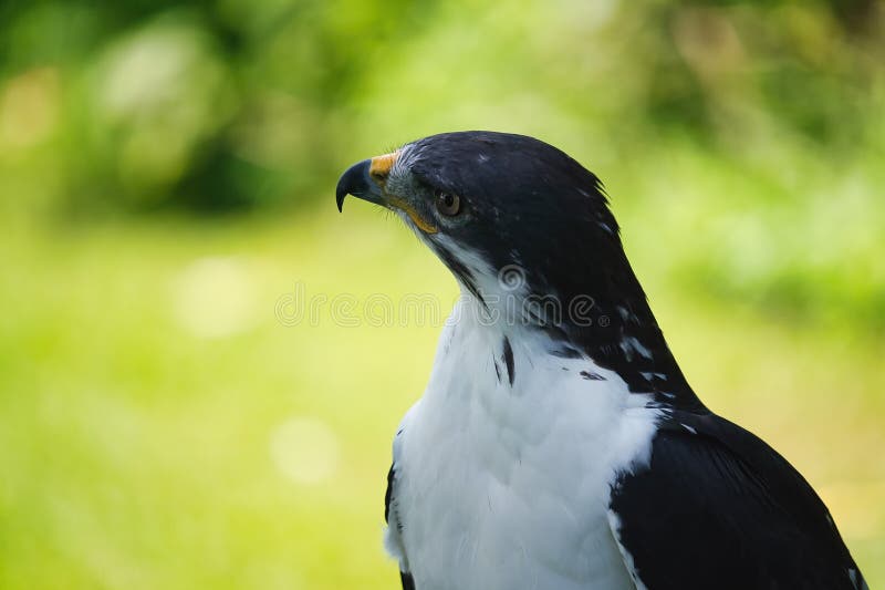 Potrait of a African Angur Buzzard (Buteo Angur) Raptor Bird on a Summer Day. Potrait of a African Angur Buzzard (Buteo Angur) Raptor Bird on a Summer Day