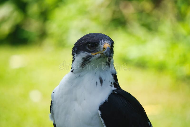 Potrait of a African Angur Buzzard (Buteo Angur) Raptor Bird on a Summer Day. Potrait of a African Angur Buzzard (Buteo Angur) Raptor Bird on a Summer Day