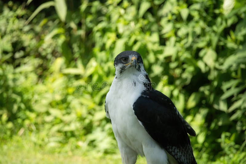 Potrait of a African Angur Buzzard (Buteo Angur) Raptor Bird on a Summer Day. Potrait of a African Angur Buzzard (Buteo Angur) Raptor Bird on a Summer Day