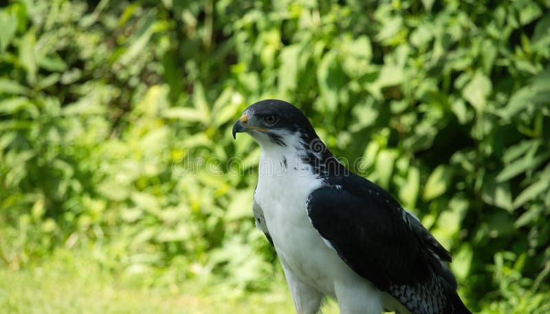 Potrait of a African Angur Buzzard (Buteo Angur) Raptor Bird on a Summer Day. Potrait of a African Angur Buzzard (Buteo Angur) Raptor Bird on a Summer Day