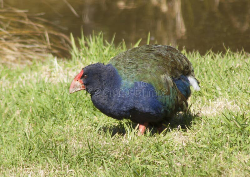 Πουλί Takahe. Σπάνιο διακυβευμένο flightless πουλί από τη Νέα Ζηλανδία.