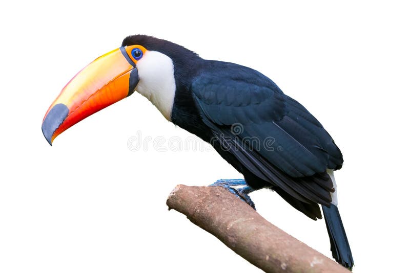 Πουλί Toucan σε ένα δέντρο απομονωμένο στο λευκό υπόβαθρο στοκ εικόνες