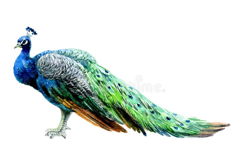 Πουλί Watercolor peacock που απομονώνεται σε ένα άσπρο υπόβαθρο ελεύθερη απεικόνιση δικαιώματος