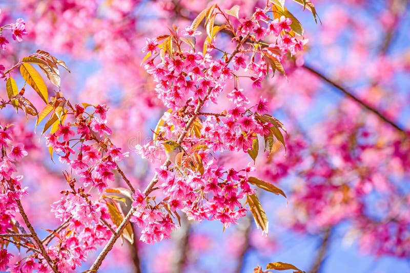 Πουλί άσπρος-ματιών στο άνθος και το sakura κερασιών στοκ φωτογραφία με δικαίωμα ελεύθερης χρήσης Πουλί άσπρος-ματιών στο άνθος και το sakura κερασιών στοκ φωτογραφία με δικαίωμα ελεύθερης χρήσης