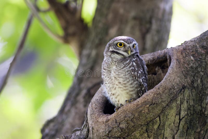 Πουλί, κουκουβάγια, επισημασμένο brama Athene owlet στο δέντρο κοίλο στοκ φωτογραφίες με δικαίωμα ελεύθερης χρήσης Πουλί, κουκουβάγια, επισημασμένο brama Athene owlet στο δέντρο κοίλο στοκ φωτογραφίες με δικαίωμα ελεύθερης χρήσης