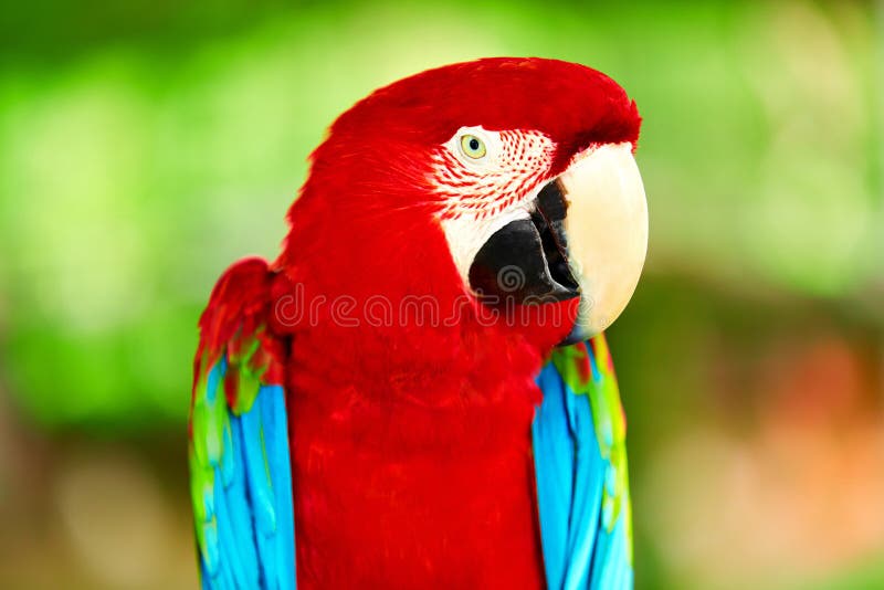 Birds, Animals. Closeup Portrait Of Bright Colorful Green-winged Red Scarlet Macaw Parrot Sitting On Branch. Travel To Thailand, Asia. Tourism. Birds, Animals. Closeup Portrait Of Bright Colorful Green-winged Red Scarlet Macaw Parrot Sitting On Branch. Travel To Thailand, Asia. Tourism.